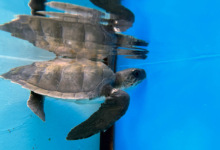 Hiyala Turtle patient Hiyala recovering in the tank at the Rescue Centre. Image.