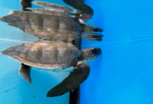 Hiyala Turtle patient Hiyala recovering in the tank at the Rescue Centre. Image.