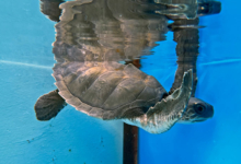 Hiyala, Released Turtle patient Hiyala recovering in the tank at the Rescue Centre. Image.
