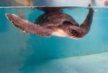 Hiyala Turtle patient Hiyala recovering at the Rescue Centre. Image.