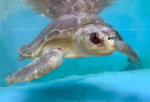 Kurumba Turtle patient Kurumba in the tank at the Rescue Centre. Image.