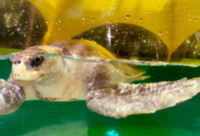 Kurumba Turtle patient Kurumba recovering in her tank at the Rescue Centre. Image.