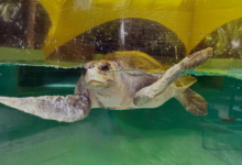 Kurumba Turtle patient Kurumba recovering in tank at the Rescue Centre. Image.