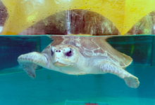 Kurumba Turtle patient Kurumba in the tank at the Rescue Centre. Image.