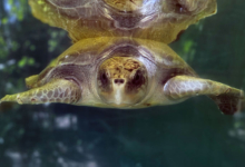 Kurumba Turtle patient Kurumba in the tank at the Rescue Centre. Image.