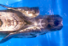 Kurumba Turtle patient Kurumba at the Rescue Centre, February 2025. Image.