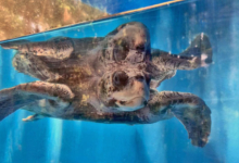 Kurumba Turtle patient Kurumba recovering in her tank at the Rescue Centre. Image.