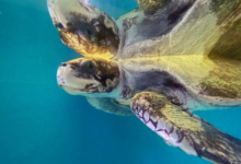 Kurumba Turtle patient Kurumba recovering in her tank at the Rescue Centre. Image.