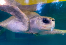 Kurumba Turtle patient Kurumba recovering in her tank at the Rescue Centre. Image.