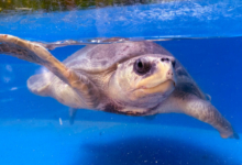 Kurumba Turtle patient Kurumba recovering at the Rescue Centre. Image.