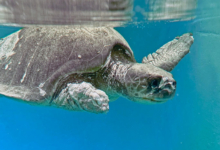 Saimaa Turtle patient Saimaa in the tank post surgery. Image.