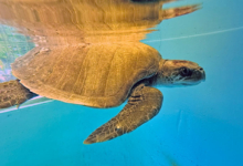 Kurumba Turtle patient Kurumba recovering at the Rescue Centre. Image.
