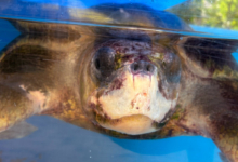 Kurumba Turtle patient Kurumba recovering in her tank at the Rescue Centre. Image.