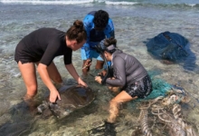 Saimaa being rescued from a ghost net Saimaa, an adult olive ridley, being rescued from a ghost net in Lhaviyani Atoll. Image.
