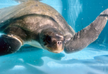 Kurumba Turtle patient Kurumba recovering in the tank at the Rescue Centre. Image.