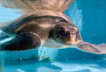 Kurumba Turtle patient Kurumba recovering in the tank at the Rescue Centre. Image.