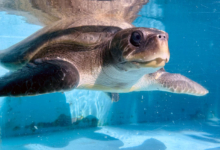Kurumba Turtle patient Kurumba recovering in the tank at the Rescue Centre. Image.