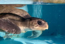 Kurumba Turtle patient Kurumba recovering in the tank at the Rescue Centre. Image.