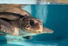 Kurumba, olive ridley sea turtle, ghost gear victim, deceased Turtle patient Kurumba recovering in the tank at the Rescue Centre. Image.