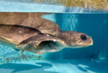 Kurumba Turtle patient Kurumba recovering in the tank at the Rescue Centre. Image.