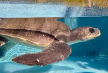 Kurumba Turtle patient Kurumba recovering in the tank at the Rescue Centre. Image.