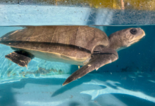 Kurumba Turtle patient Kurumba recovering in the tank at the Rescue Centre. Image.