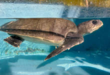 Kurumba Turtle patient Kurumba recovering in the tank at the Rescue Centre. Image.