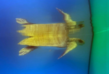 Kurumba Turtle patient Kurumba in the tank at the Rescue Centre. Image.