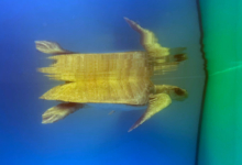 Kurumba Turtle patient Kurumba in the tank at the Rescue Centre. Image.
