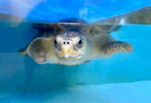 Avi Turtle patient Avi in the tank at the Rescue Centre. Image.