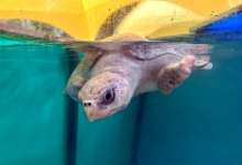 Avi Turtle patient Avi in the tank at the Rescue Centre. Image.