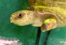 Avi Turtle patiet Avi left profile, in the tank at the Rescue Centre