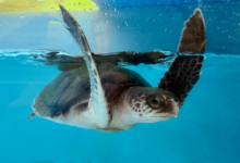 Kadhuru Turtle patient Kadhuru in the tank at the Rescue Centre. Image.