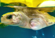 Karaa Turtle patient Karaa looking through the tank at the Rescue Centre. Image.
