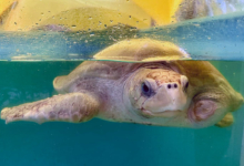 Karaa Turtle patient Karaa in the tank at the Rescue Centre. Image.