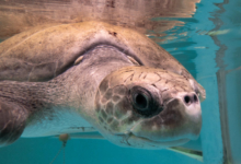 Karaa Turtle patient Karaa in his tank at the Rescue Centre. Image.
