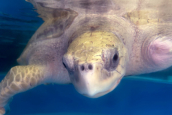 Click to adopt Karaa Turtle patient Karaa recovering in his tank at the Rescue Centre. Image.
