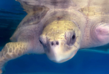 Click to adopt Karaa Turtle patient Karaa recovering in his tank at the Rescue Centre. Image.