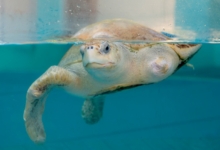 Karaa Adult male turtle patient Karaa at the Care Centre in Raa Atoll. Image.