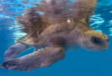 Karaa Turtle patient Karaa at the Rescue Centre, February 2025. Image.