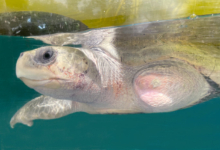Karaa Turtle patient Karaa recovering in his tank at the Rescue Centre. Image.