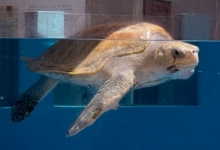 Karaa Turtle patient Karaa at the Sea Turtle Care Centre in Raa Atoll. Image.