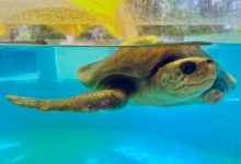 Karaa Turtle patient Karaa recovering at the Rescue Centre. Image.