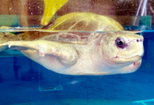 Karaa Turtle patient Karaa recovering in his tank at the Rescue Centre. Image.