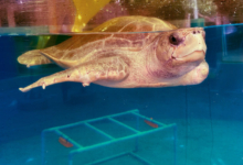Karaa Turtle patient Karaa swimming in his tank at the Rescue Centre. Image.