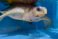 Paree Turtle patient Paree in the tank at the Rescue Centre. Image.