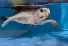 Paree Turtle patient Paree in the tank at the Rescue Centre. Image.