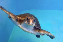 Paree Turtle patient Paree recovering at the Rescue Centre. Image.