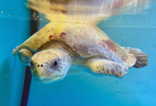 Avi Turtle patient Avi, missing front right flipper, recovering in the tank at the Rescue Centre. Image.