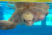 Karaa Adopt turtle patient Karaa. Image.